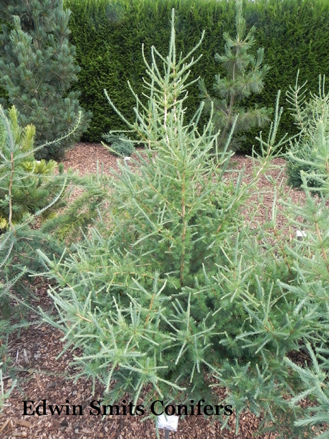 Larix laricina 'Ethan'